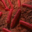 bakterie v lidském těle